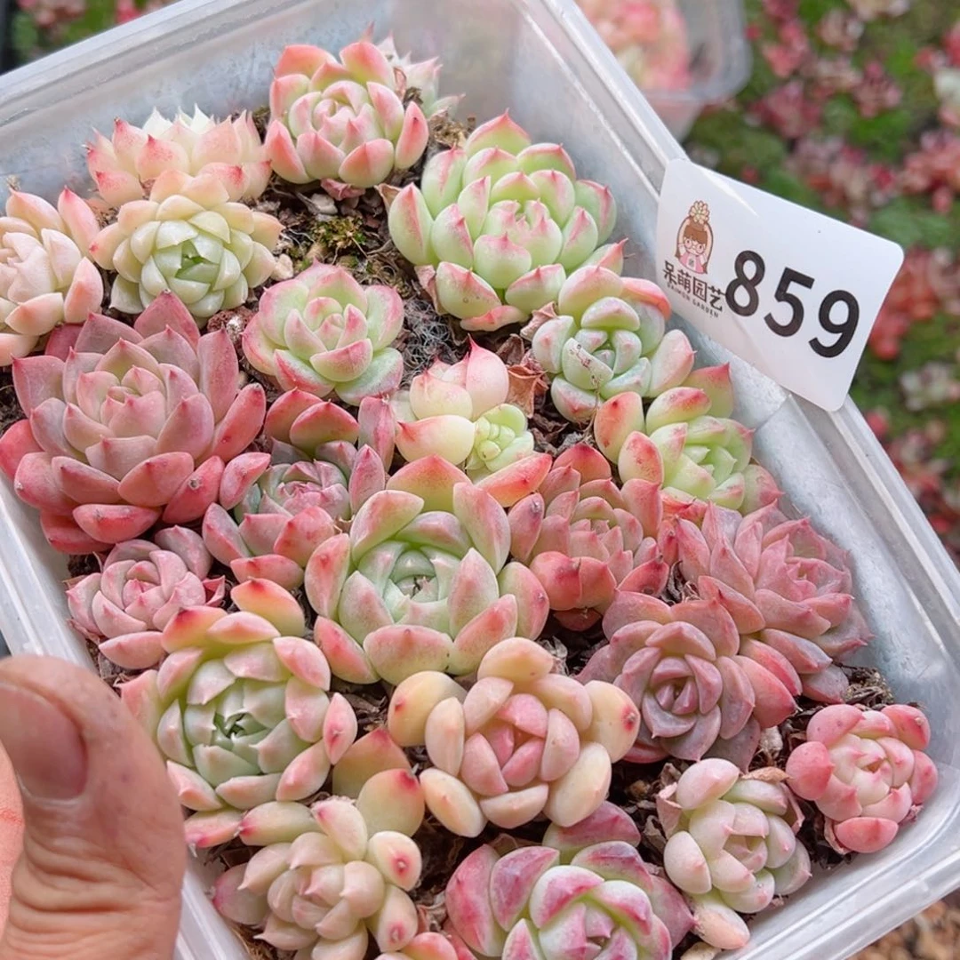 多肉植物多肉植物