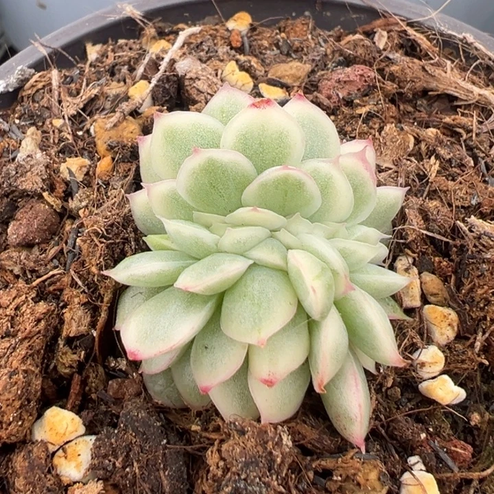 麦秆锦一物一拍锦龙