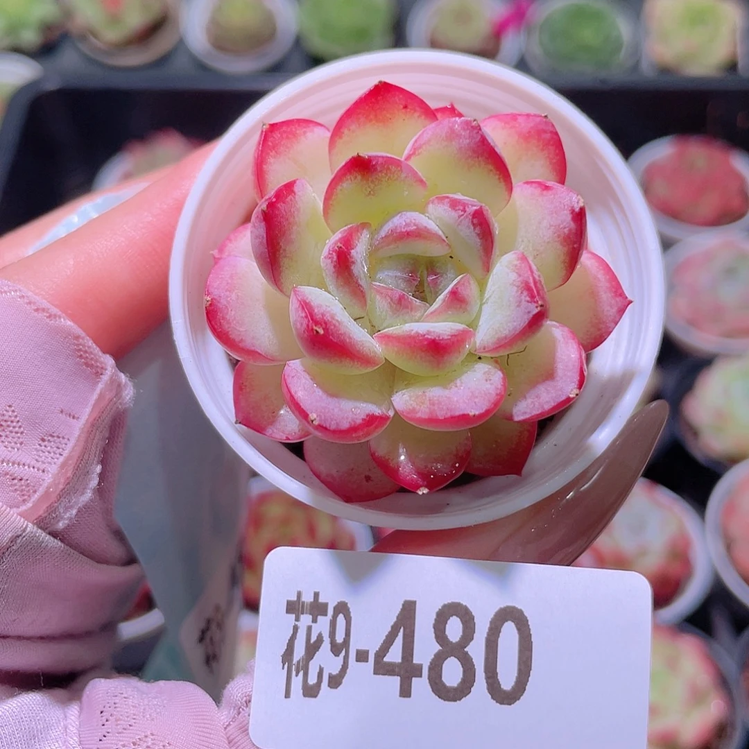 花利美9-480新品单头