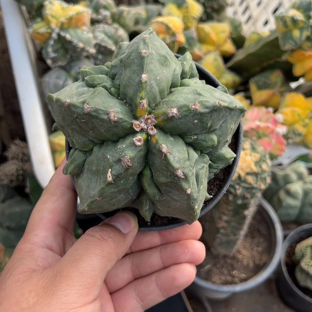 自根核桃锦仙人球411