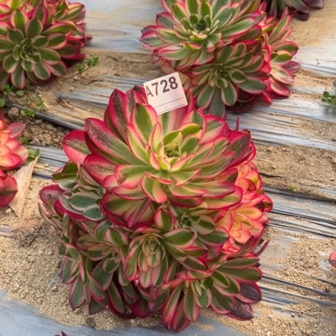 多肉植物荔枝捧花