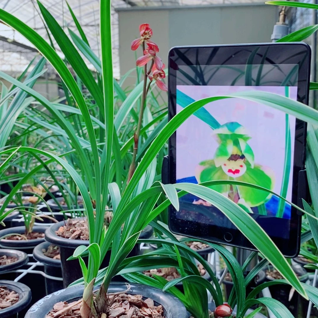 大部分花苞少量开放