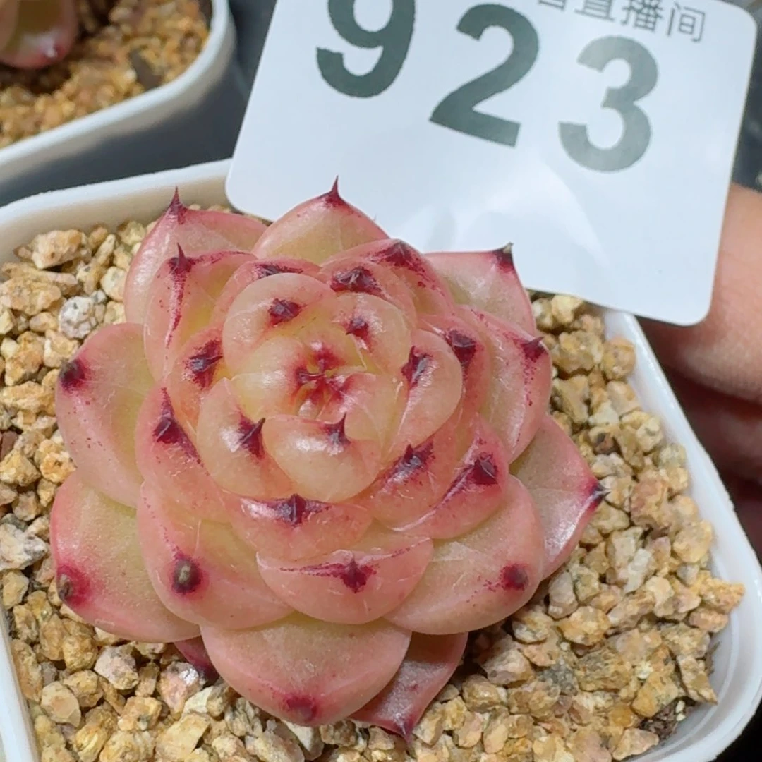 空**。熊猫         精品多肉