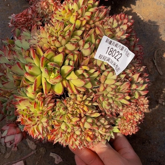 o**1红魔缀18022多肉