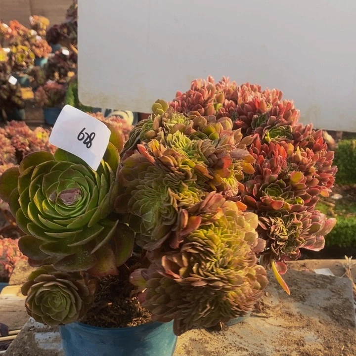 快***迹不开花植物628号万圣节➕女神多肉