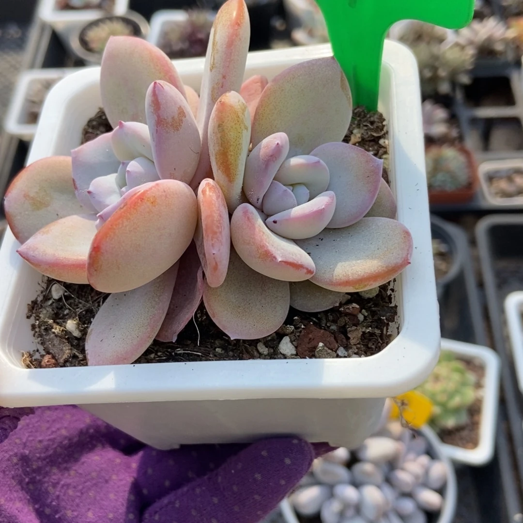 772奶茶多肉植物多肉