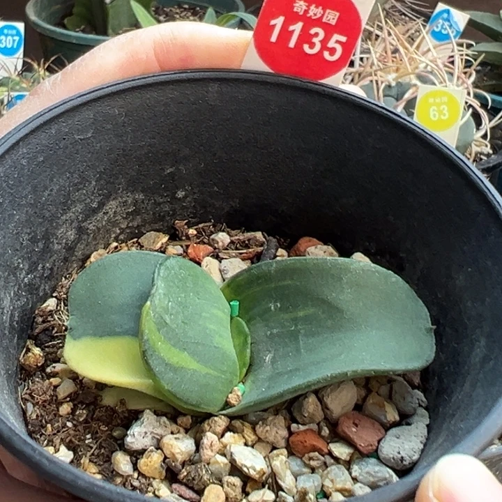 卧牛锦一棵仙人球，