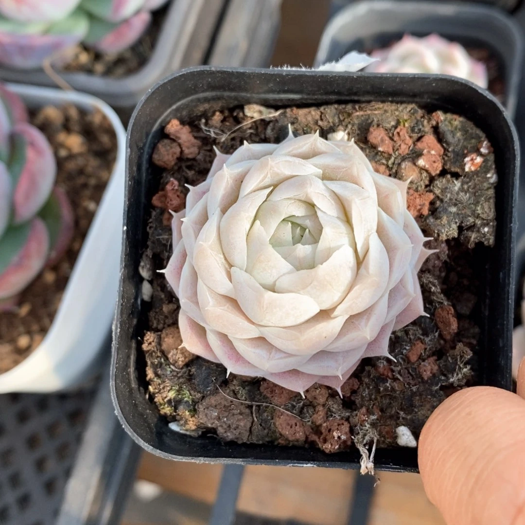 精品多肉一物一拍不包整61