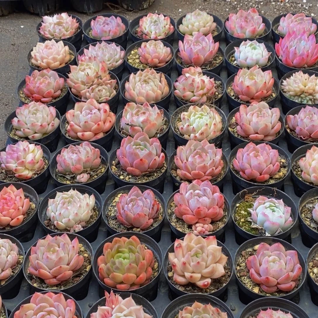 762多人在一起的时候我