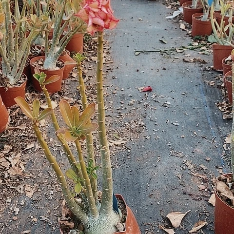 【闪购商品】X****6绿植