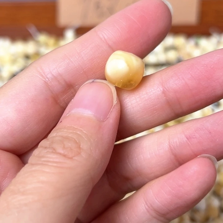 蜜蜡未镶嵌裸石10.9mm一个