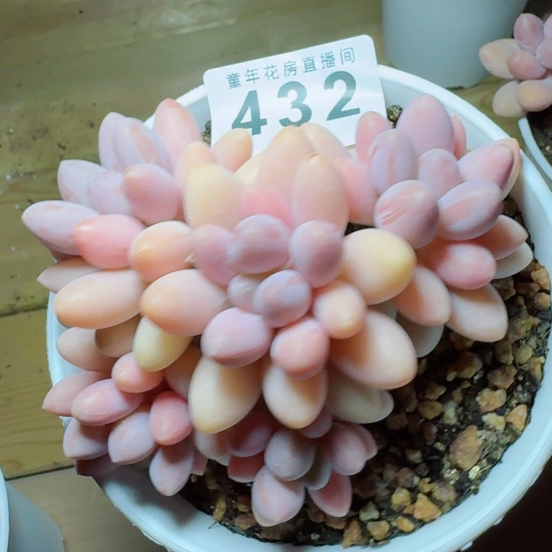 粉色恋人群生整装