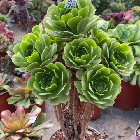 V****?573绿羊绒满25包邮多肉