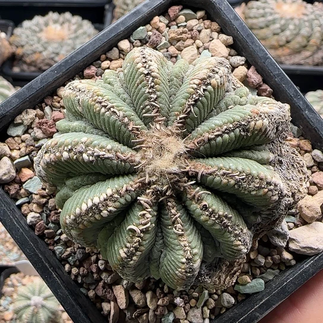 老花龙1111111111111111