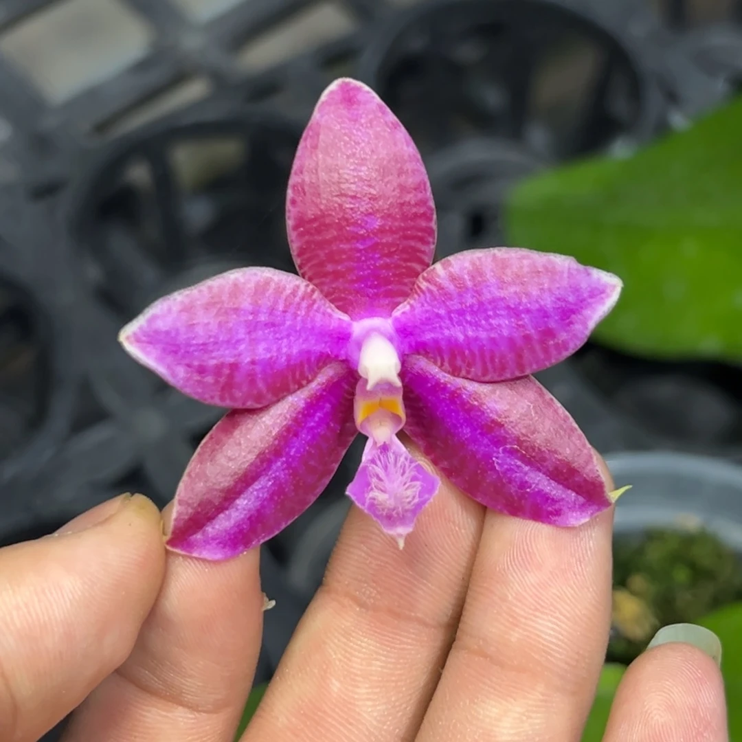 完全开放l075三寸ys1238