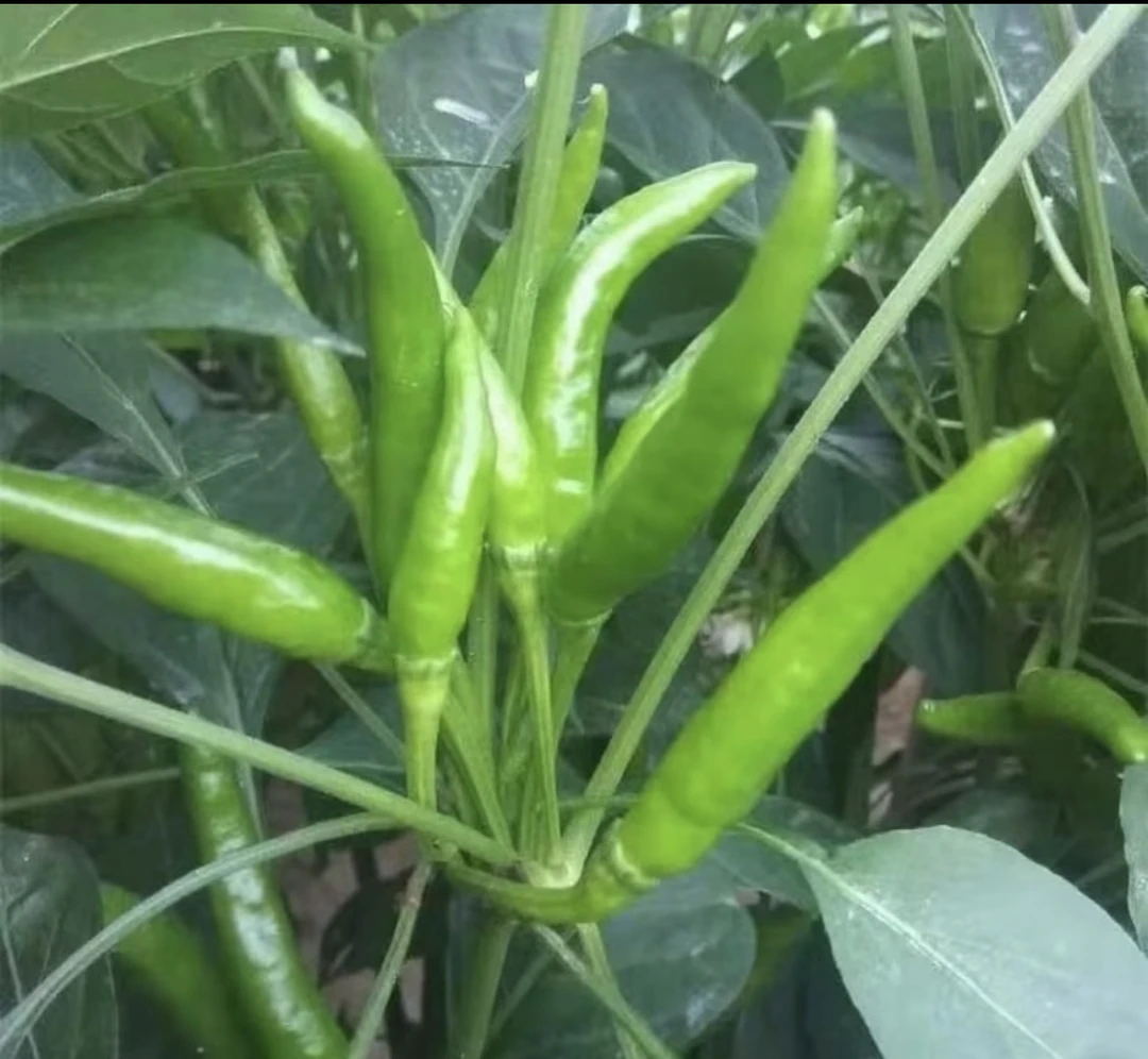 贵州特辣新鲜现摘现发农家青小米辣椒皮薄肉脆食用辣椒
