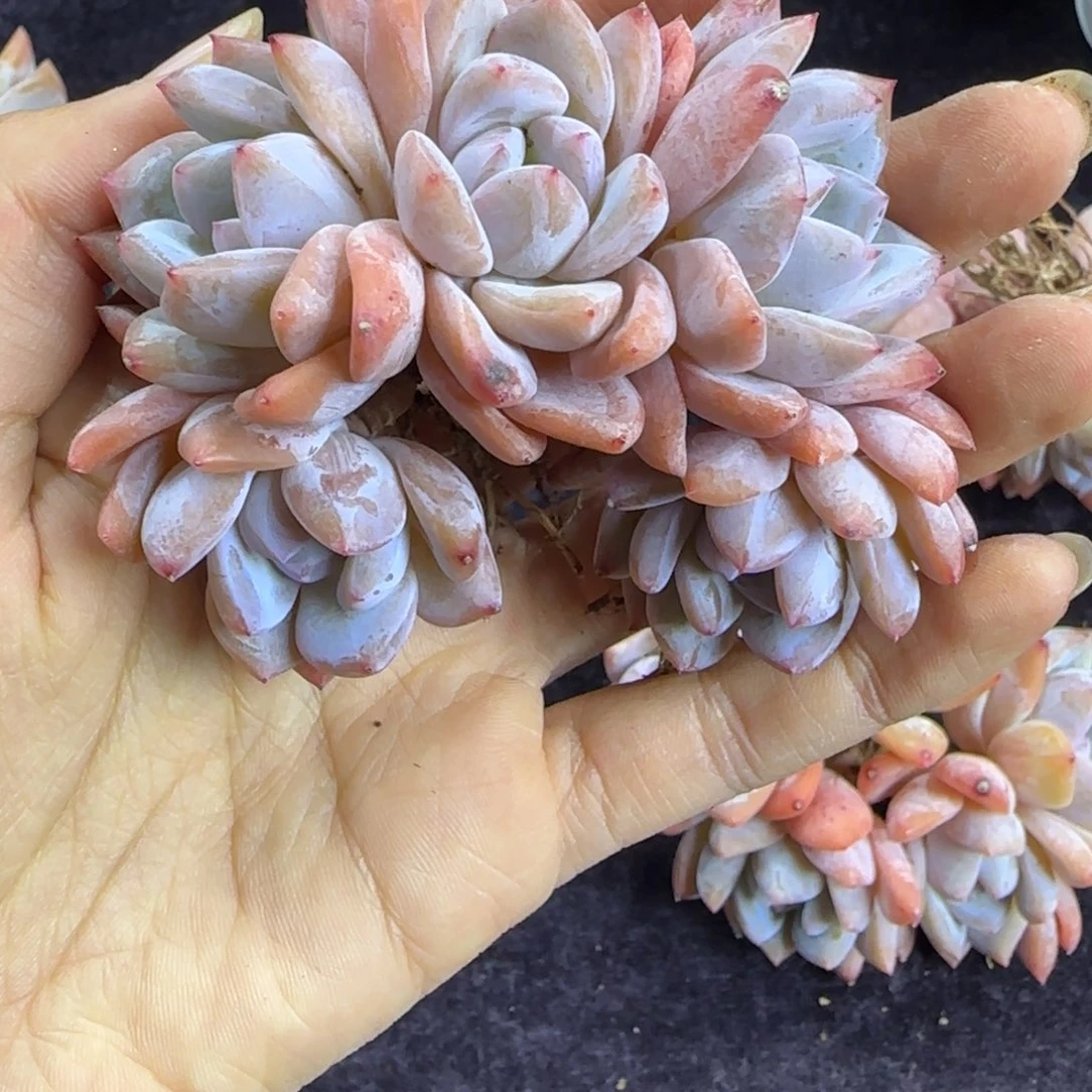 朱雪天使5头一物一拍