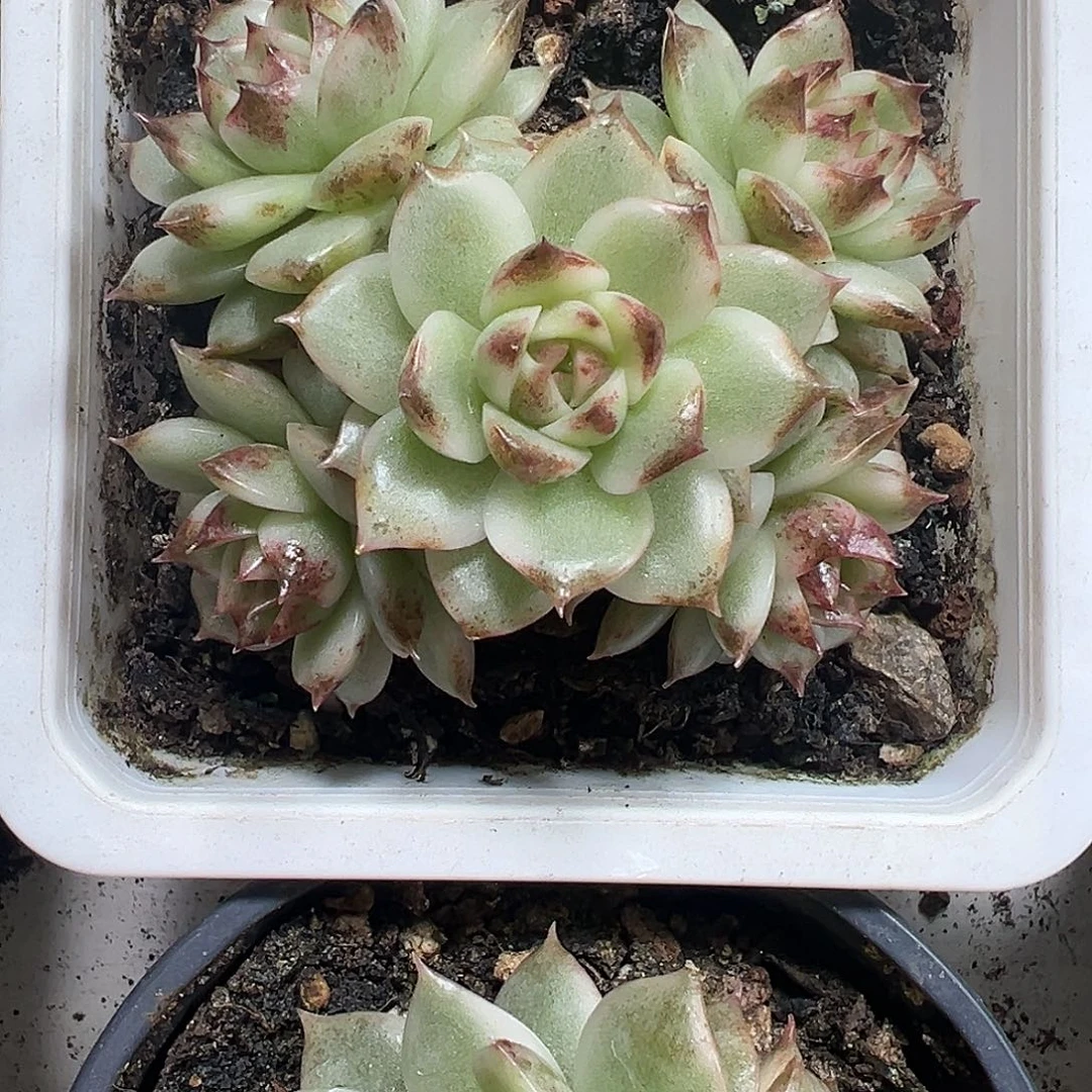 黑水晶锦群多肉植物