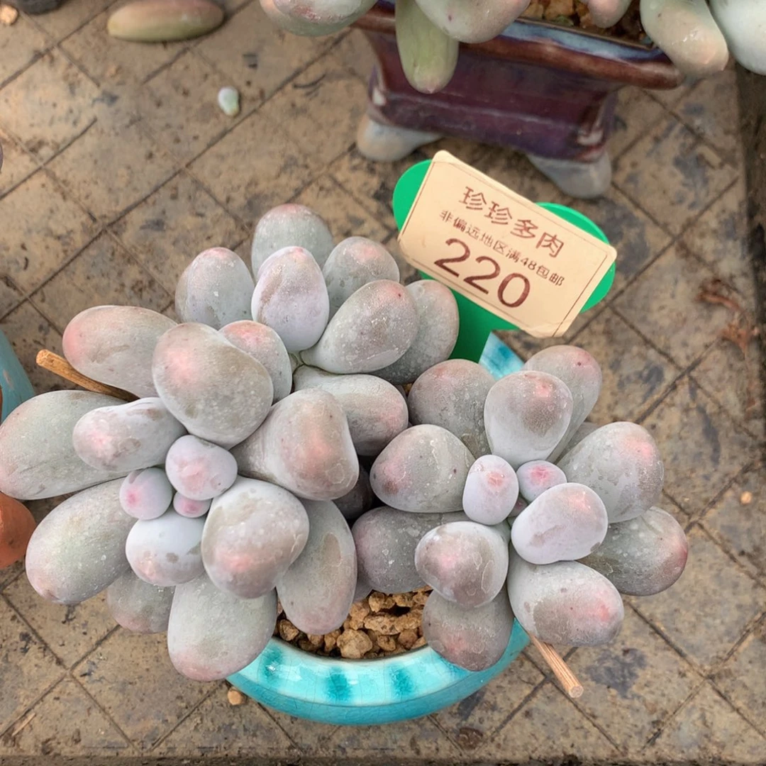 米可奶无砍老桩220