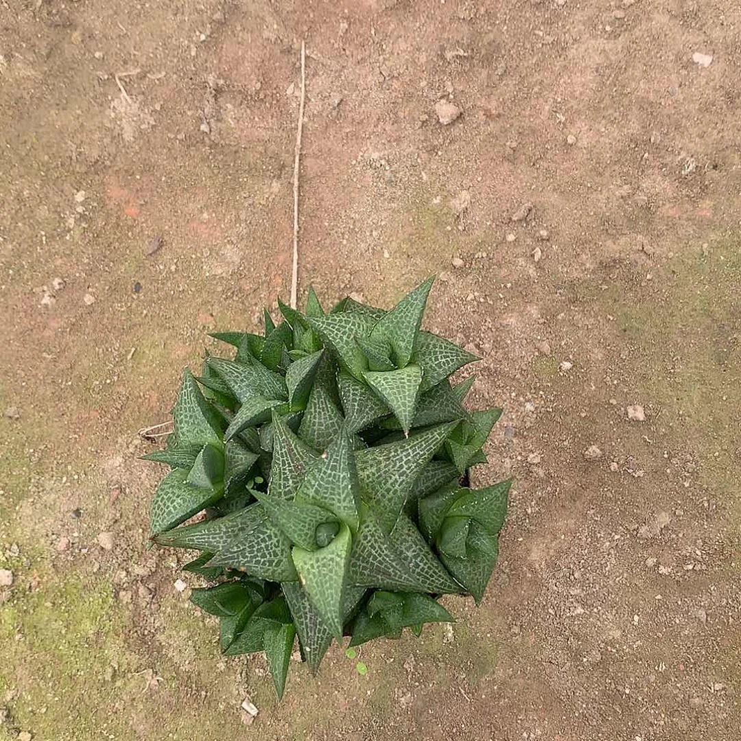 龙鳞硬叶带盆土发货