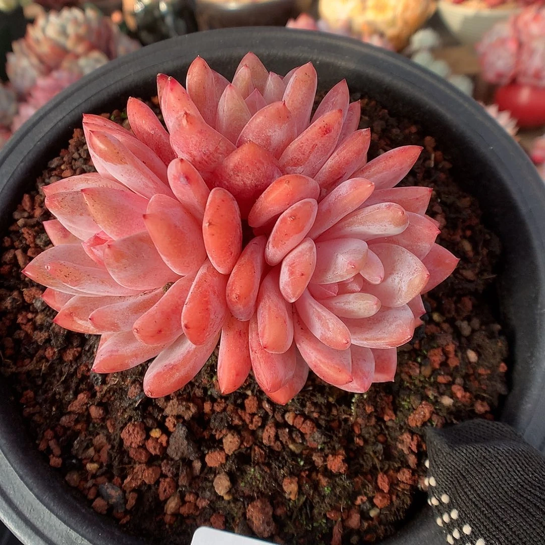 655玫瑰梦露多肉植物66666