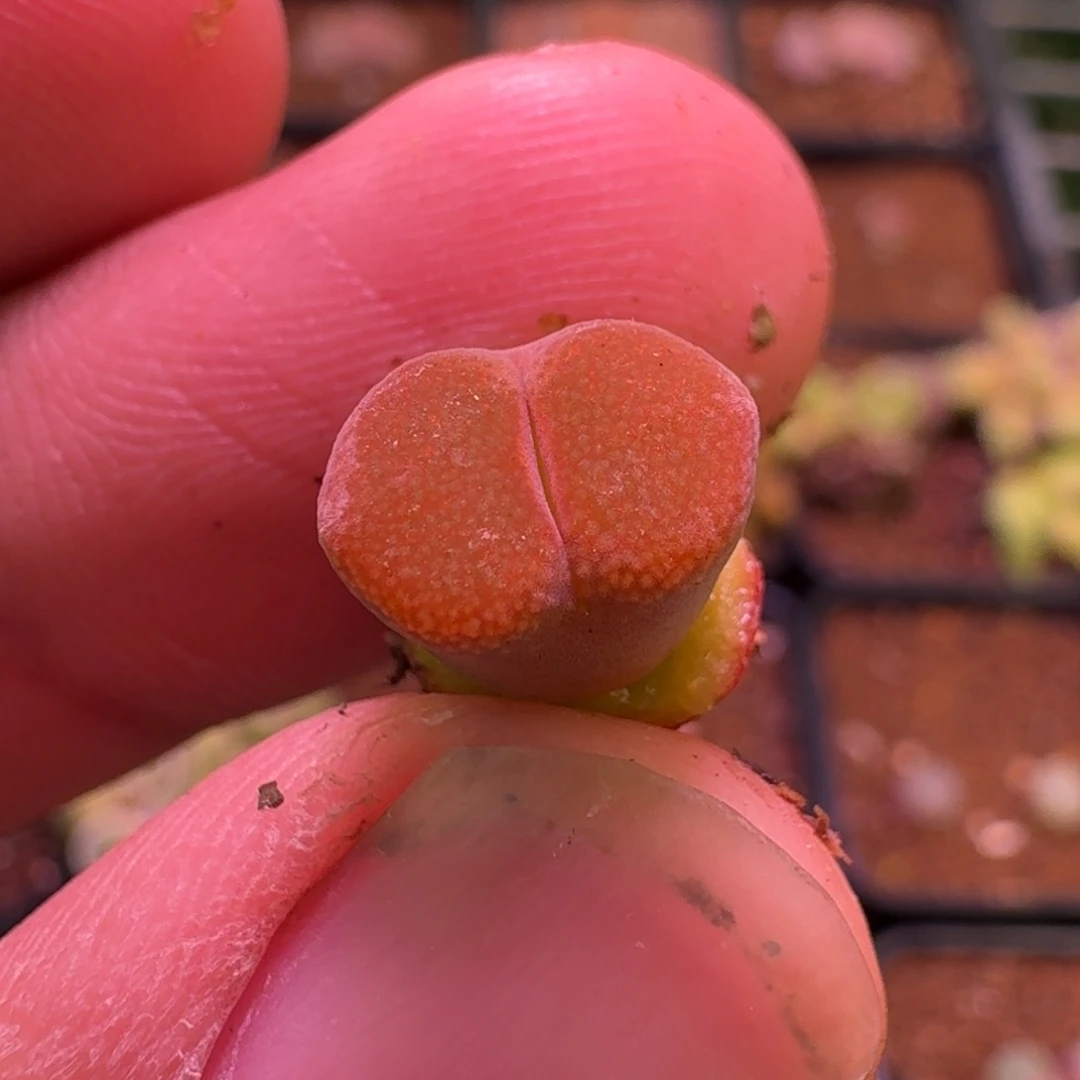 云缦精品番杏20.63玫红流沙