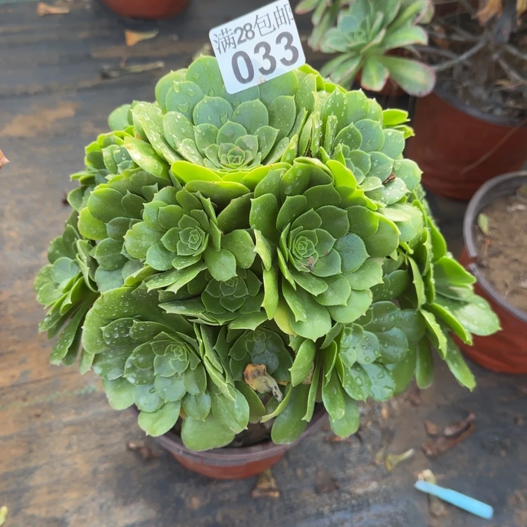 绿羊绒多肉033满28包邮断枝不包