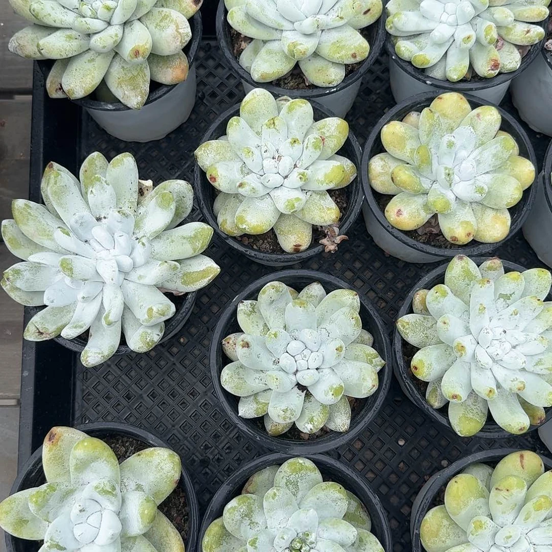 从前慢多肉编号拇指