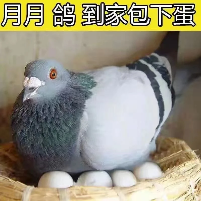 蛋鸽 包邮活物青年鸽成年鸽批发