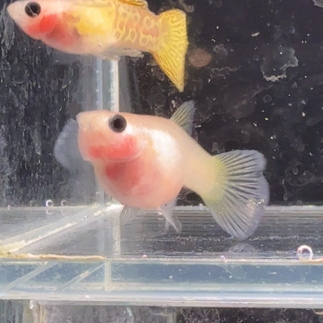 孔雀鱼黄金蕾丝玻璃猫1对