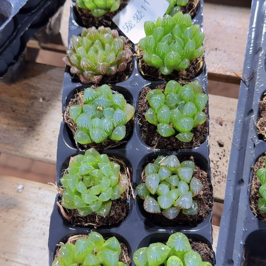 直播福利一物一拍113