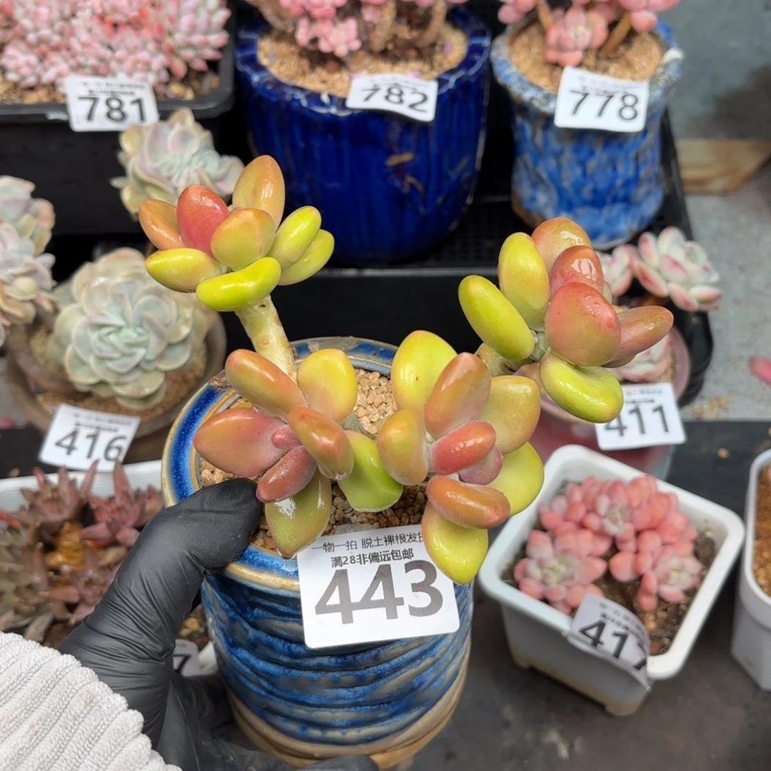 芒果KK奶无盆土发货