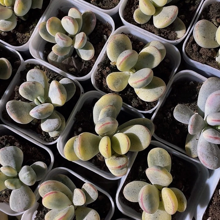 单头乒乓锦带盆土发