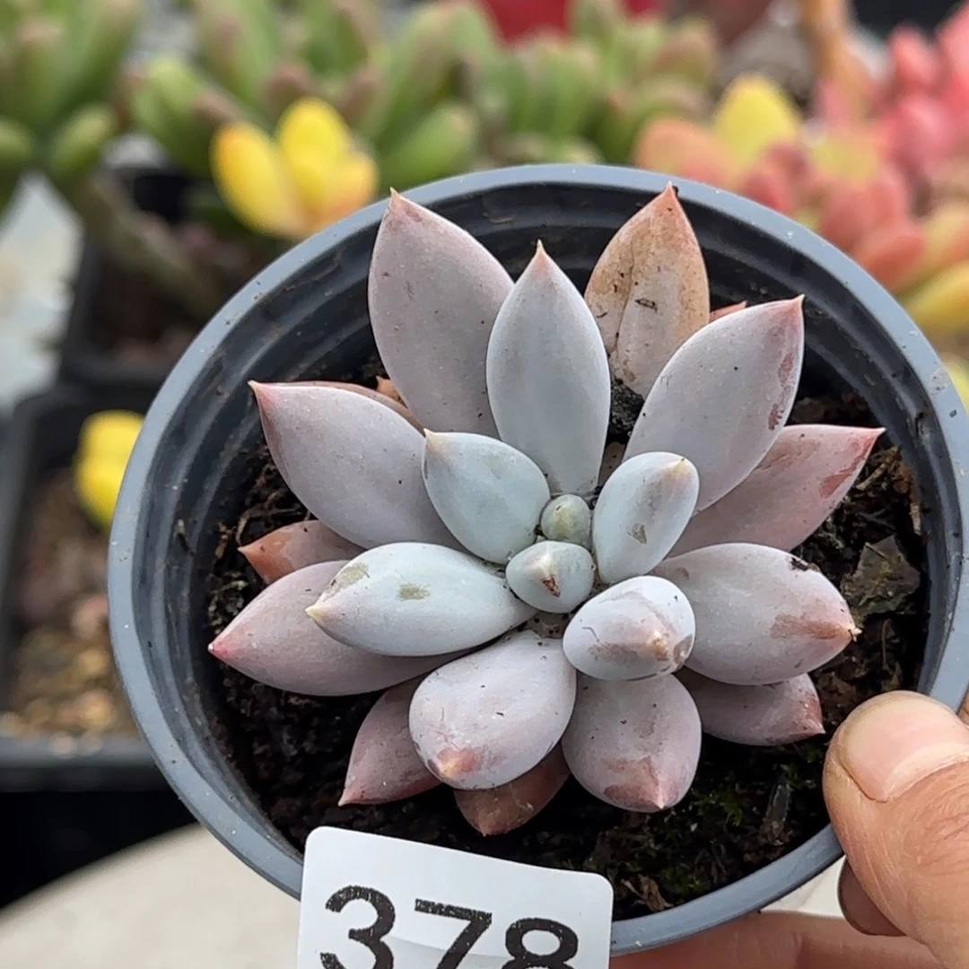 378号 一物一拍 一物一拍