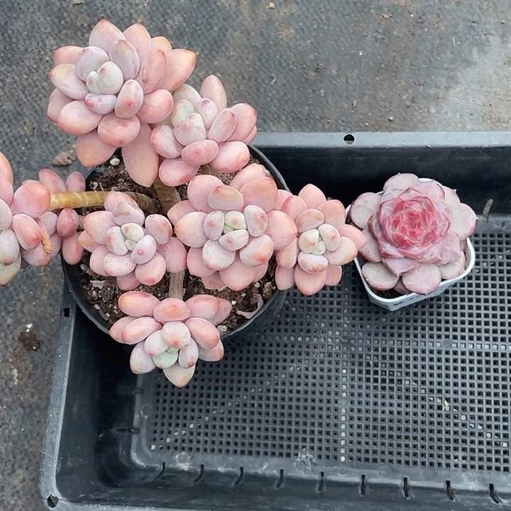 兰***香香草洛神加雪芙蓉单头