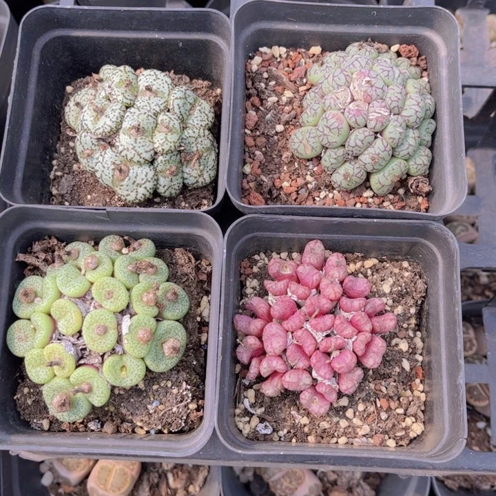 四盆安贞000000002