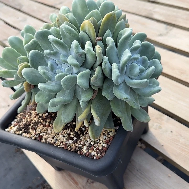 杉*普夫拇指仙女杯多肉植物