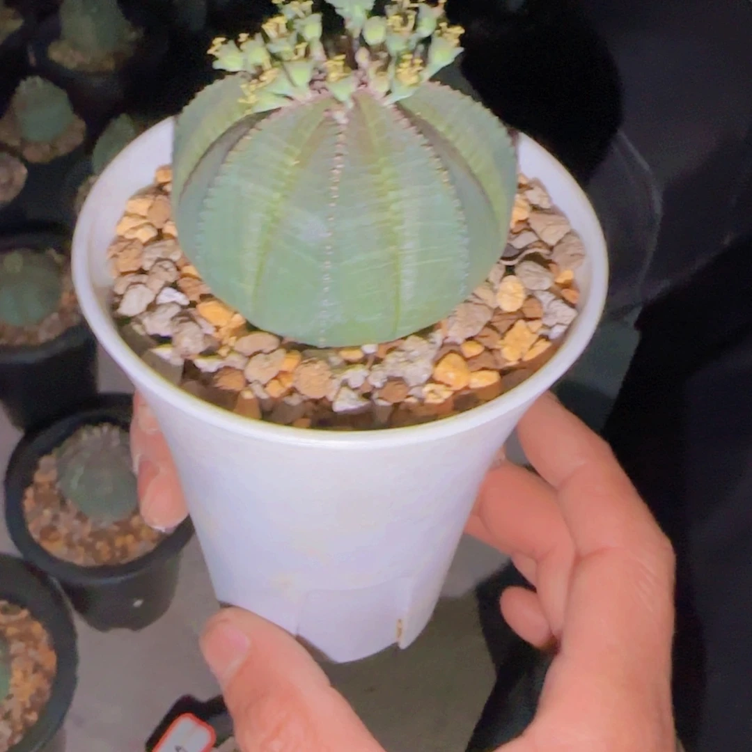 L*块根植物块根植物