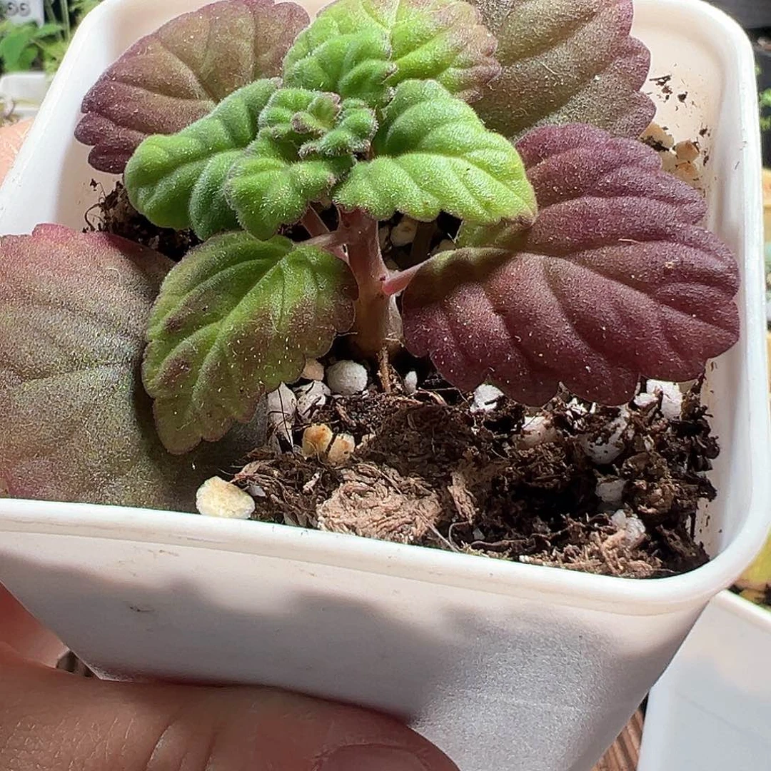 爱氏延命草带盆发货