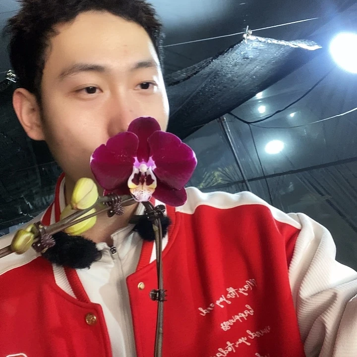 无花朵幻影蝴蝶兰