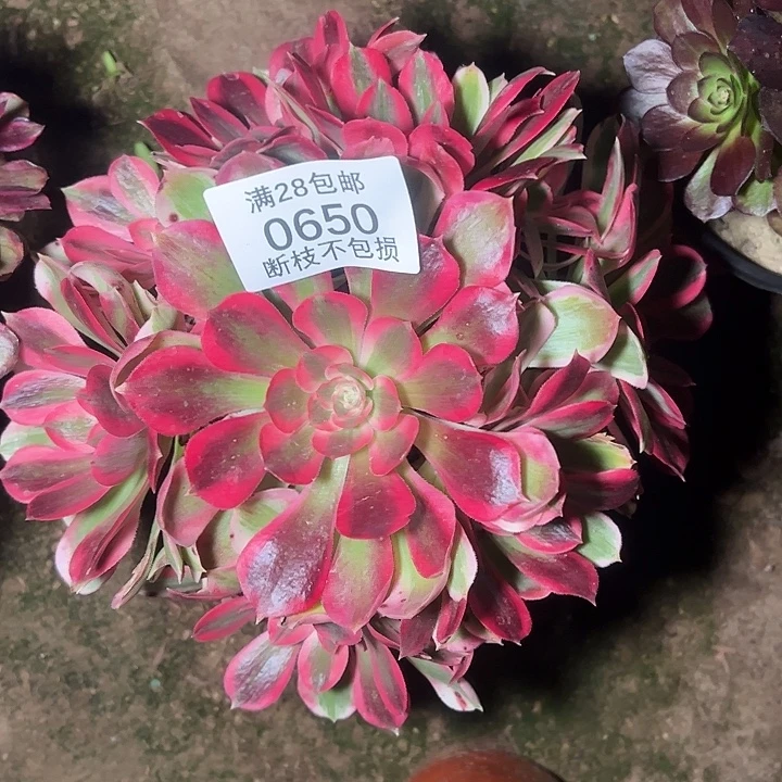 0650七彩石多肉植物