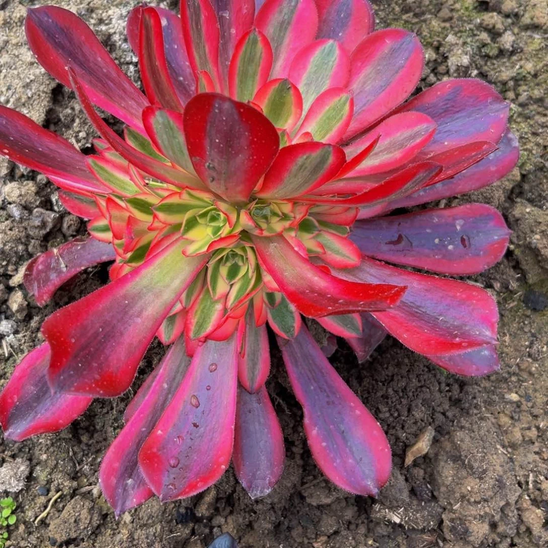 美杜莎多肉植物捧花的