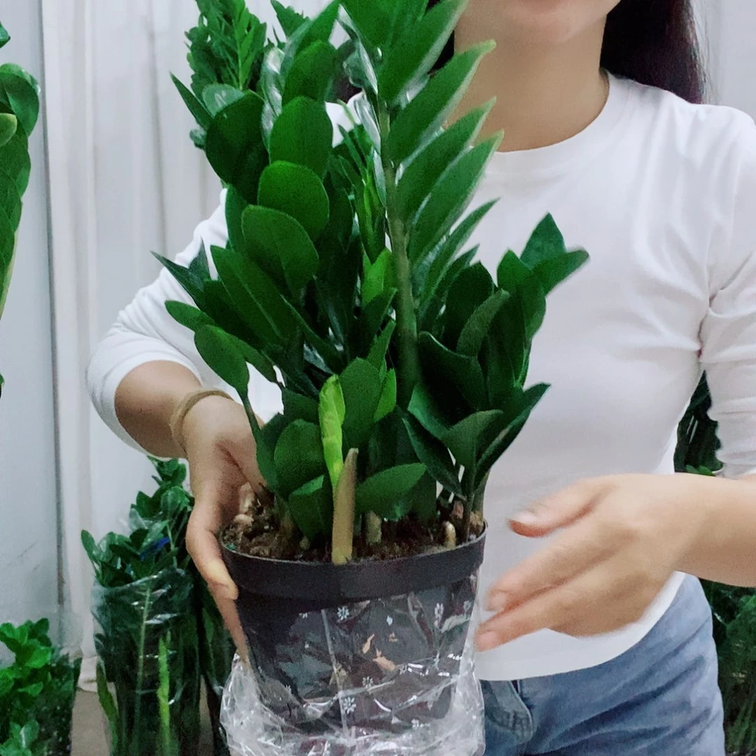 不开花植物15规格圆叶一盆