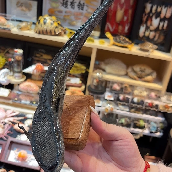 真实吸盘鱼标本哦