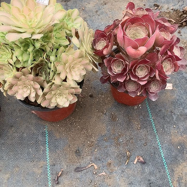 605法师2棵多肉植物