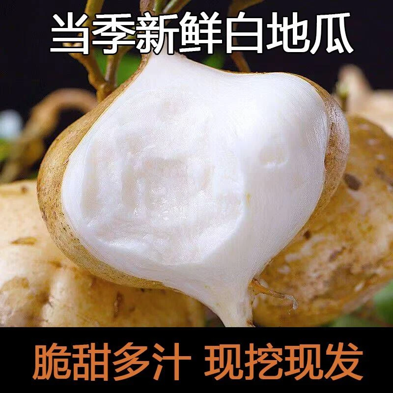 新鲜凉薯地瓜地萝卜正宗现挖现卖水果现挖现发当季脆甜多汁蔬菜