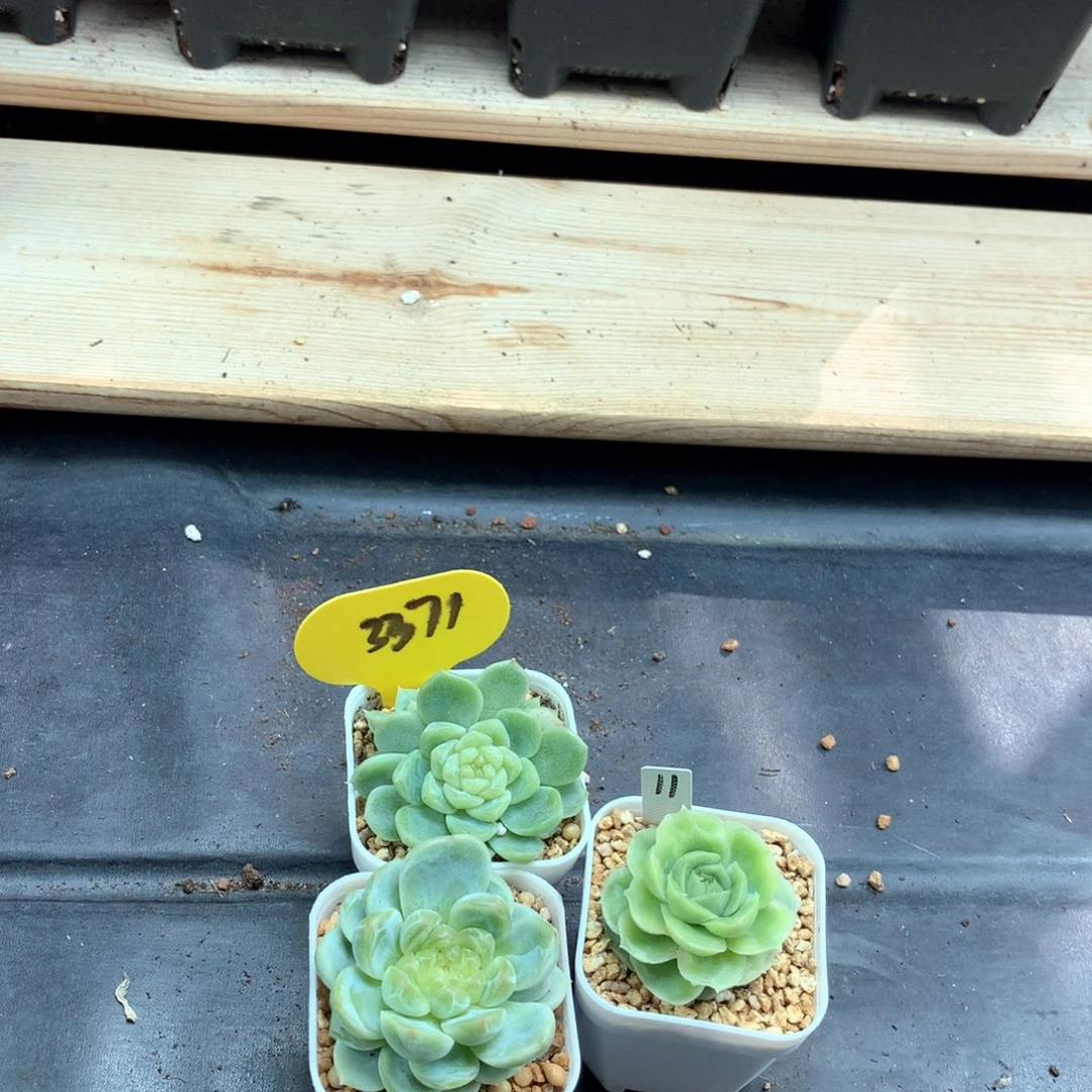 淼***逗珍妮3棵专拍3371. .