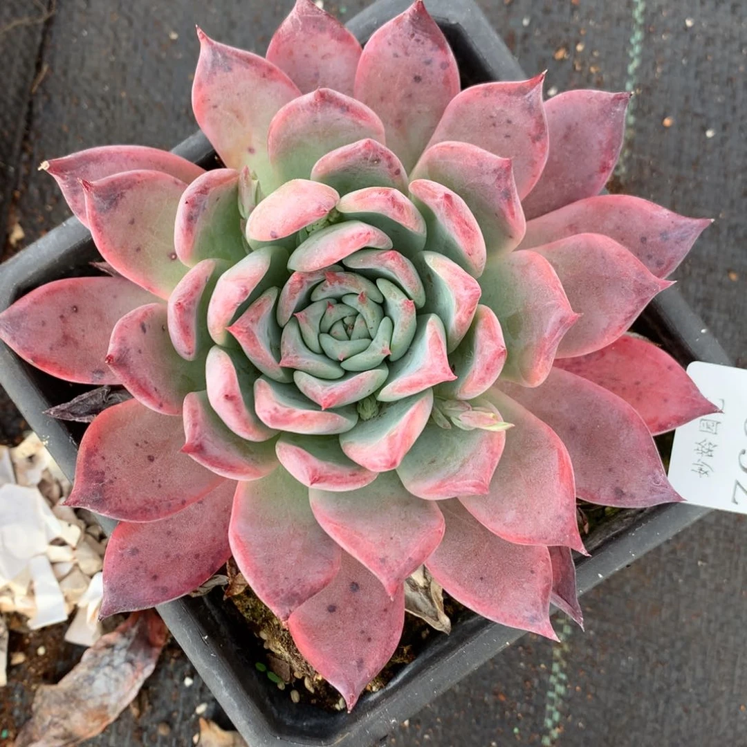 7668杂交多肉老桩