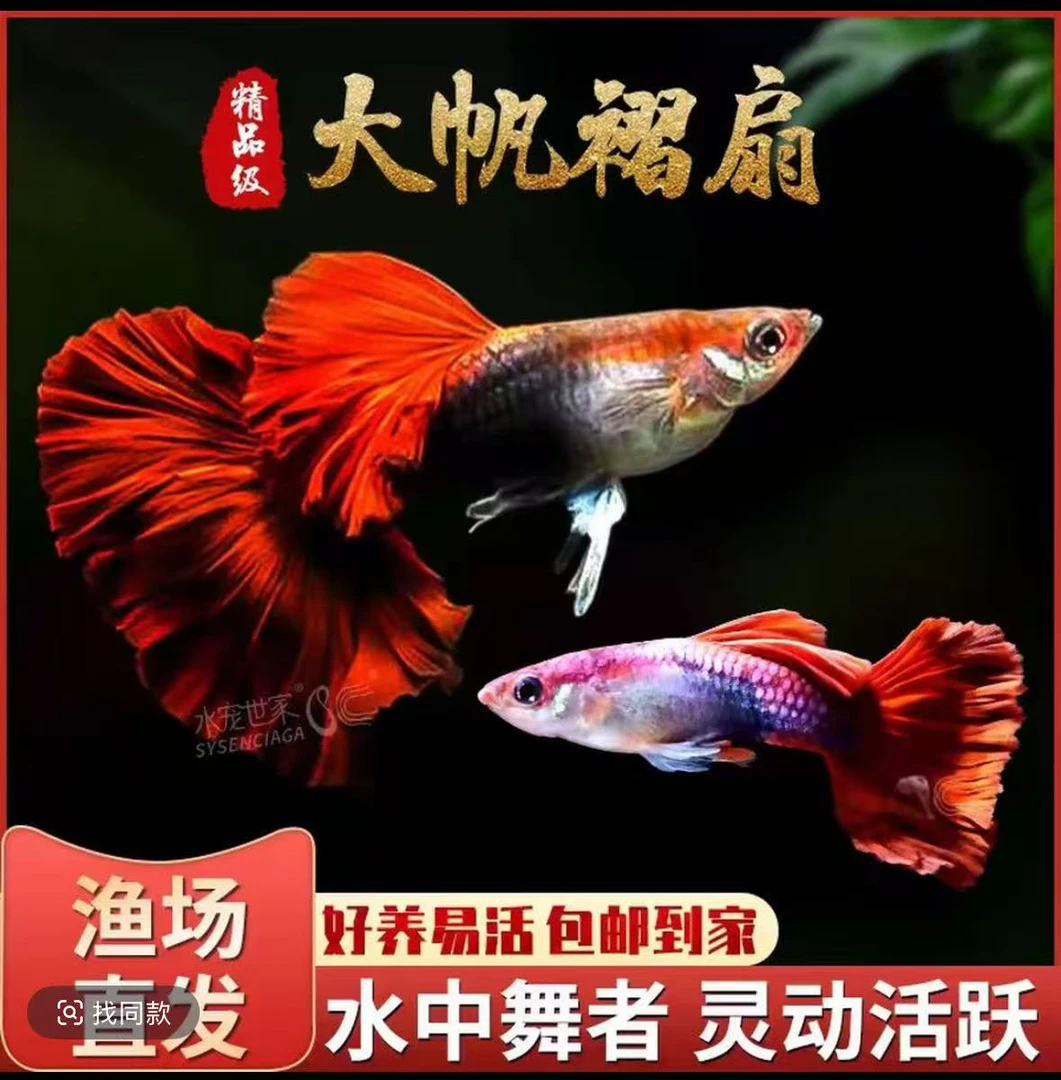精品菊花帆褶扇大帆孔雀鱼观赏鱼胎生好养