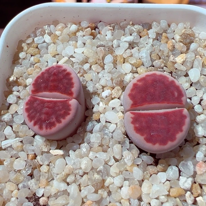 510-151多肉丝绒红t